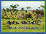 What is Adaptation? Plant and Animal Adaptations Lesson an
