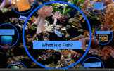 What is a Fish? PREZI
