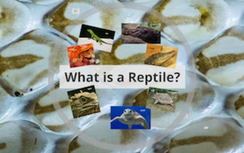 Preview of What is a Reptile? PREZI