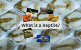 What is a Reptile? PREZI