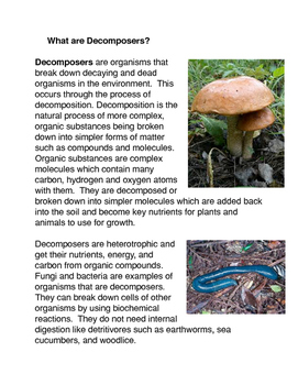 decomposer decomposers ecdn bacteria fungi