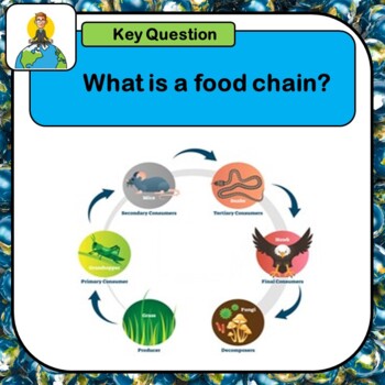 Preview of Food chains, Ecosystems, Understanding ecosystems, What is an ecosystem?