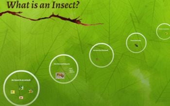 Preview of What is an Insect? PREZI