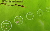 What is an Insect? PREZI