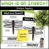 Insect Science Activities - Parts of an Insect, Diagrams, 