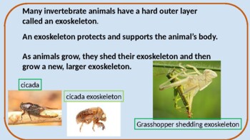 What is an invertebrate animal power point by Math and Science Works