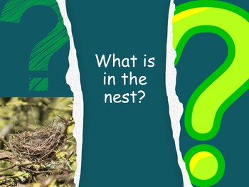 Preview of What is in the Nest (counting, secular version) PDF book
