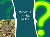 What is in the Nest (counting, secular version) PDF book