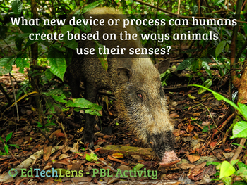 Preview of What new device/process can be created based on ways animals use their senses?