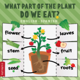 What part of the plant do we eat? fold & learn