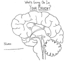 What's Going on in Your Brain? Worksheet