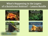 What's Happening in the Layers of a Rainforest Habitat? - 
