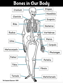 What's Wrong With Mr. Bones? Science Task Cards | Skeletal System Activity