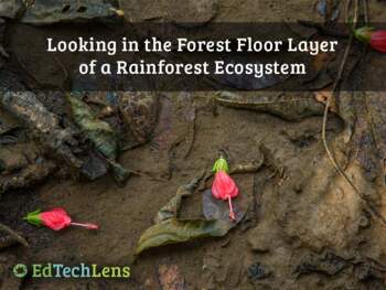 Preview of Looking in the Forest Floor Layer of a Rainforest Ecosystem PDF DistanceLearning
