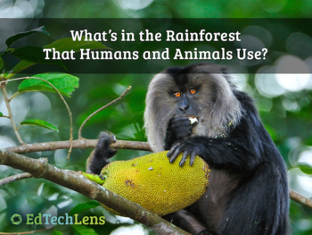 Preview of What's in the Rainforest That Humans and Animals Use? Distance Learning PPT