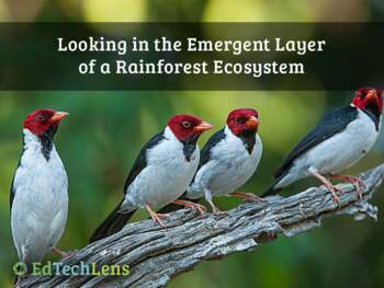 Preview of Looking in the Emergent Layer of a Rainforest Ecosystem PDF Distance Learning