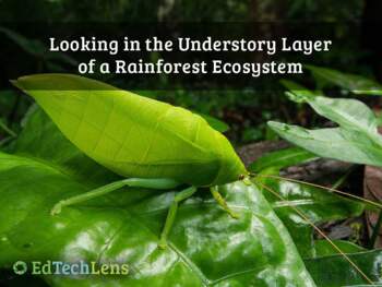 Preview of Looking in the Understory Layer of a Rainforest Ecosystem PDF Distance Learning