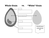 Culinary Wheat Diagram/Handout