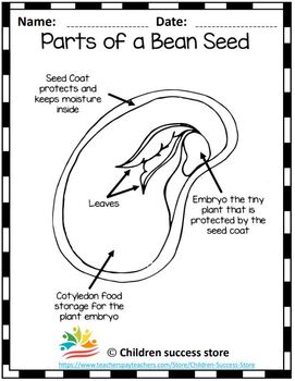 When to use these Bean Seed Worksheets by Children success store