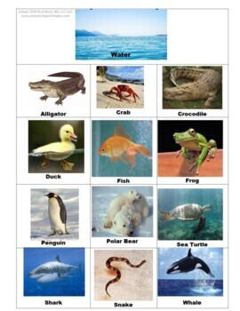 Animal Categories - Where Do Animals Live? Forest, Pets, Farm, Water, Jungle