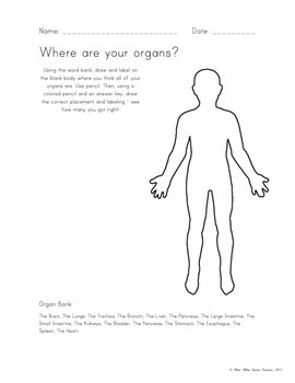 Preview of "Where are your Organs?" Worksheet - Anatomy