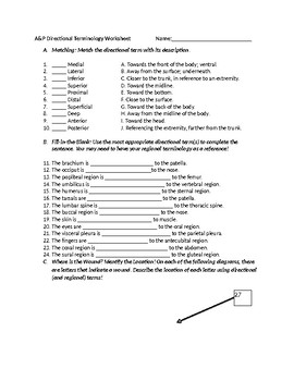 Anatomy Directional Terms Activity
 Anatomy Directional Terms Worksheet