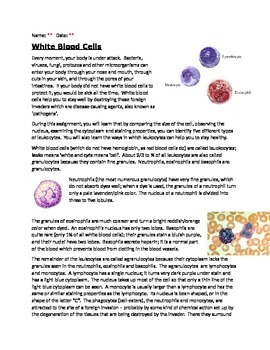 White Blood Cell Worksheet with KEY by Biology Boutique | TpT