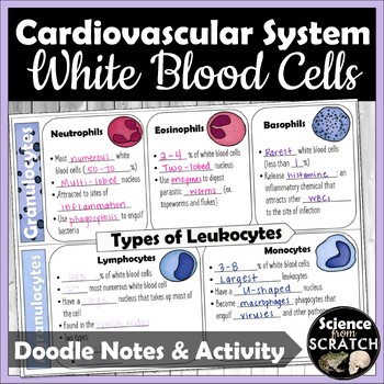Preview of White Blood Cells Doodle Notes and Speed Dating  | Cardiovascular System