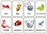 White Colorful Insects Flashcards For Your Kids