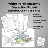 White Perch Anatomy / Dissection