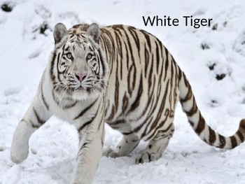 Snow Tiger Facts: Lesson for Kids - Video & Lesson Transcript