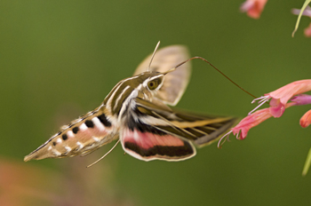 Preview of White-lined Sphinx Moth (Hyles lineata) Powerpoint photo $10