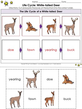 White-tailed Deer Life Cycle Sort Cut and Paste Activity #2 - Sequence