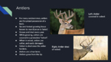 Whitetail Deer Mini-Unit