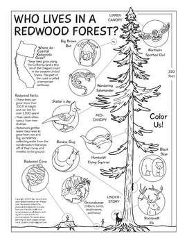 Preview of Who Lives in a Redwood Forest? coloring page