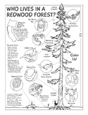 Who Lives in a Redwood Forest? coloring page
