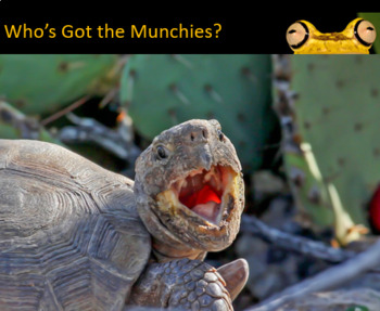 Preview of Who's Got the Munchies? - Outdoor STEM-STEAM Project - School & Remote Learning