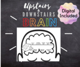 Whole Brain - Upstairs and Downstairs Brain
