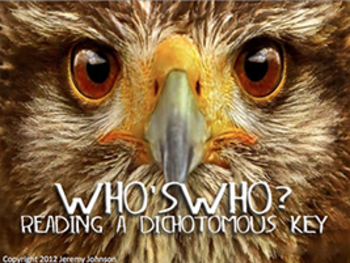 Preview of Who's Who?  Dichotomous Key Lesson using Owls