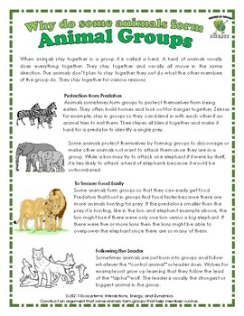 animals groups live why survive help animal form members