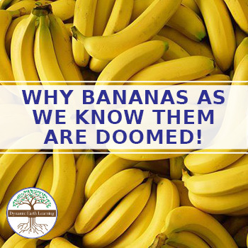 Preview of Why Bananas Are Doomed! - Science Worksheet Printable or Google