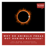 Why Do Animals Freak Out During a Solar Eclipse?