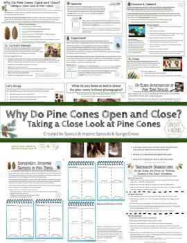 Preview of Why Do Pine Cones Open and Close?  Taking a Close Look at Pine Cones