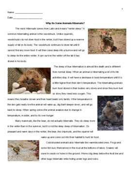 Why Do Some Animals Hibernate? 4th grade passage by MeddersMade | TPT