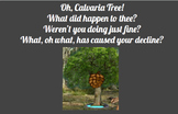 Why Have the Calvaria Trees Suffered?  CER