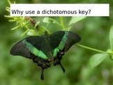 Why Use Dichotomous Keys?