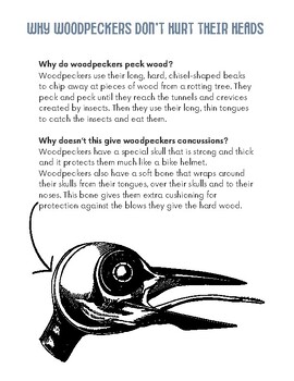 Preview of Why Woodpeckers don't Hurt their Heads
