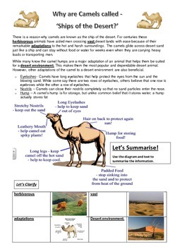 Preview of Why are Camels called 'ships of the desert?' Reading