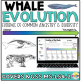 Whale Evolution Lesson and Activity: Evidence of Common An