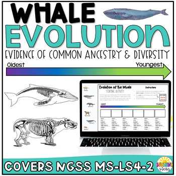 Preview of Whale Evolution: Evidence of Common Ancestry & Diversity With Bonus CER Resource